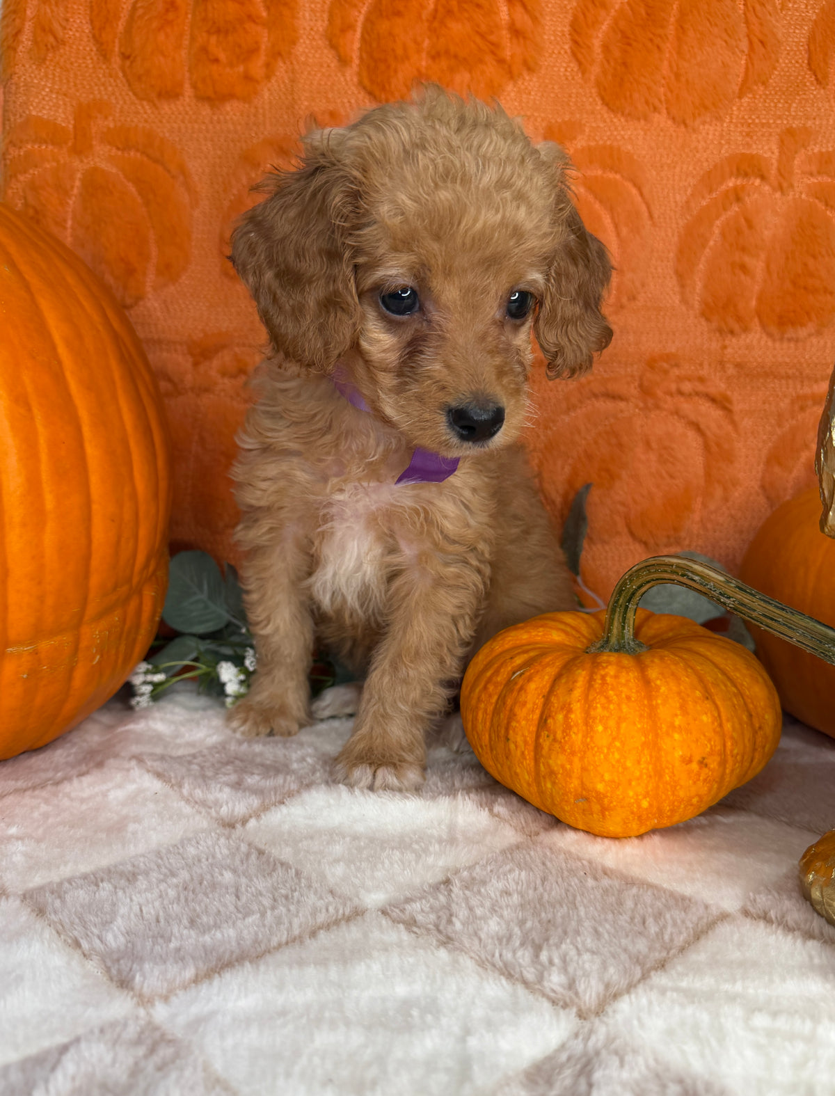 Penelope: Toy Poodle