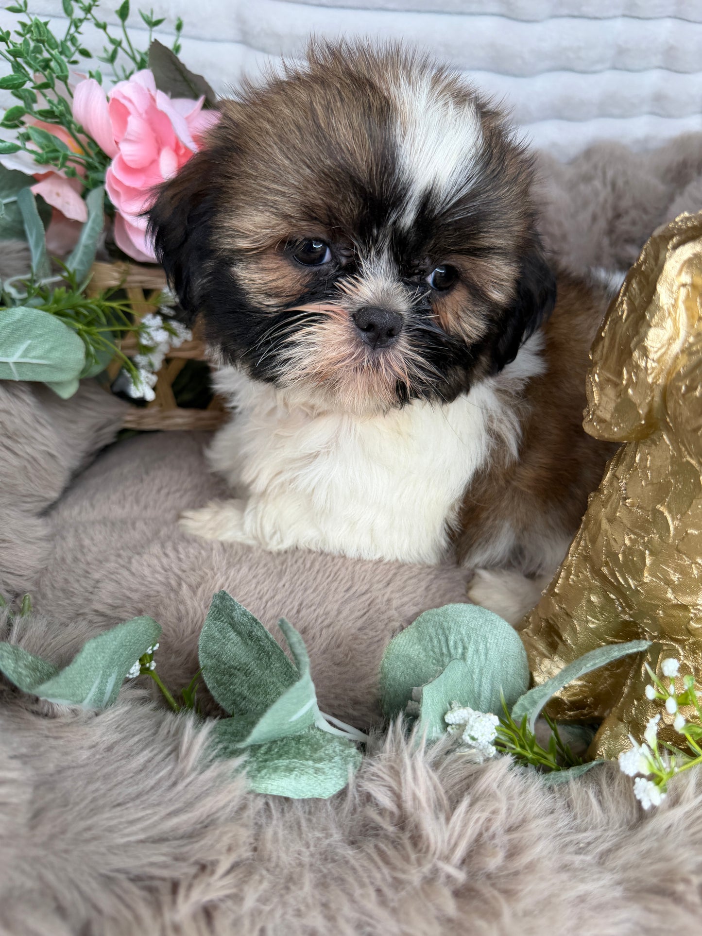 Chyna 🤍 | Female Teddy Bear Puppy