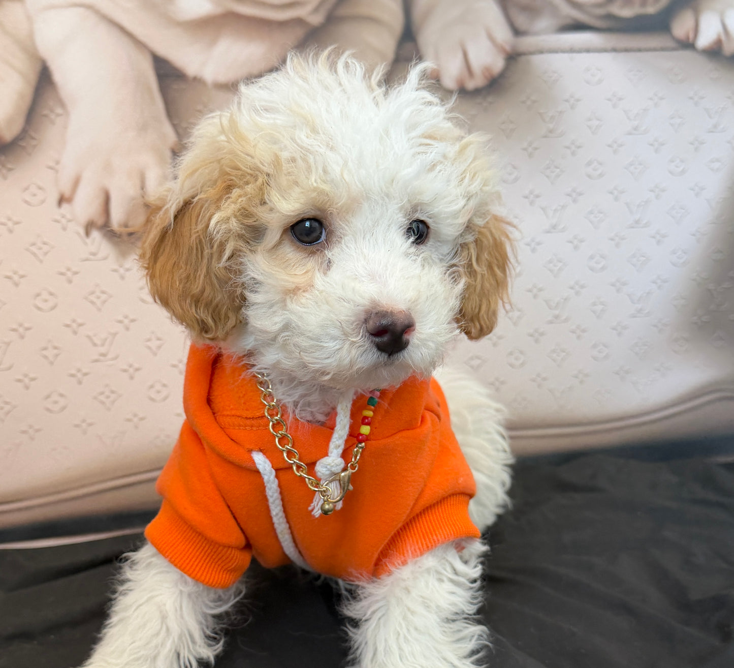 “Bella Mae” Toy Poodle • Female✨
