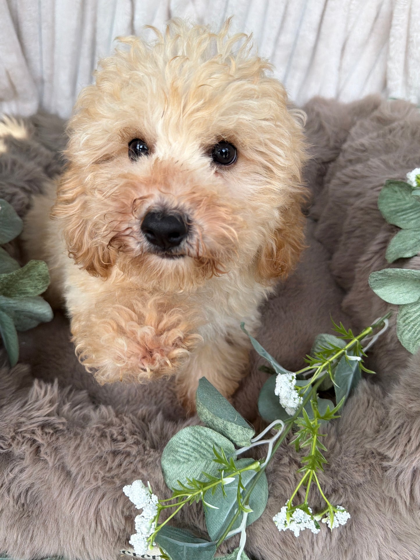 Houston 🧸 | Male Teddy Bear Puppy