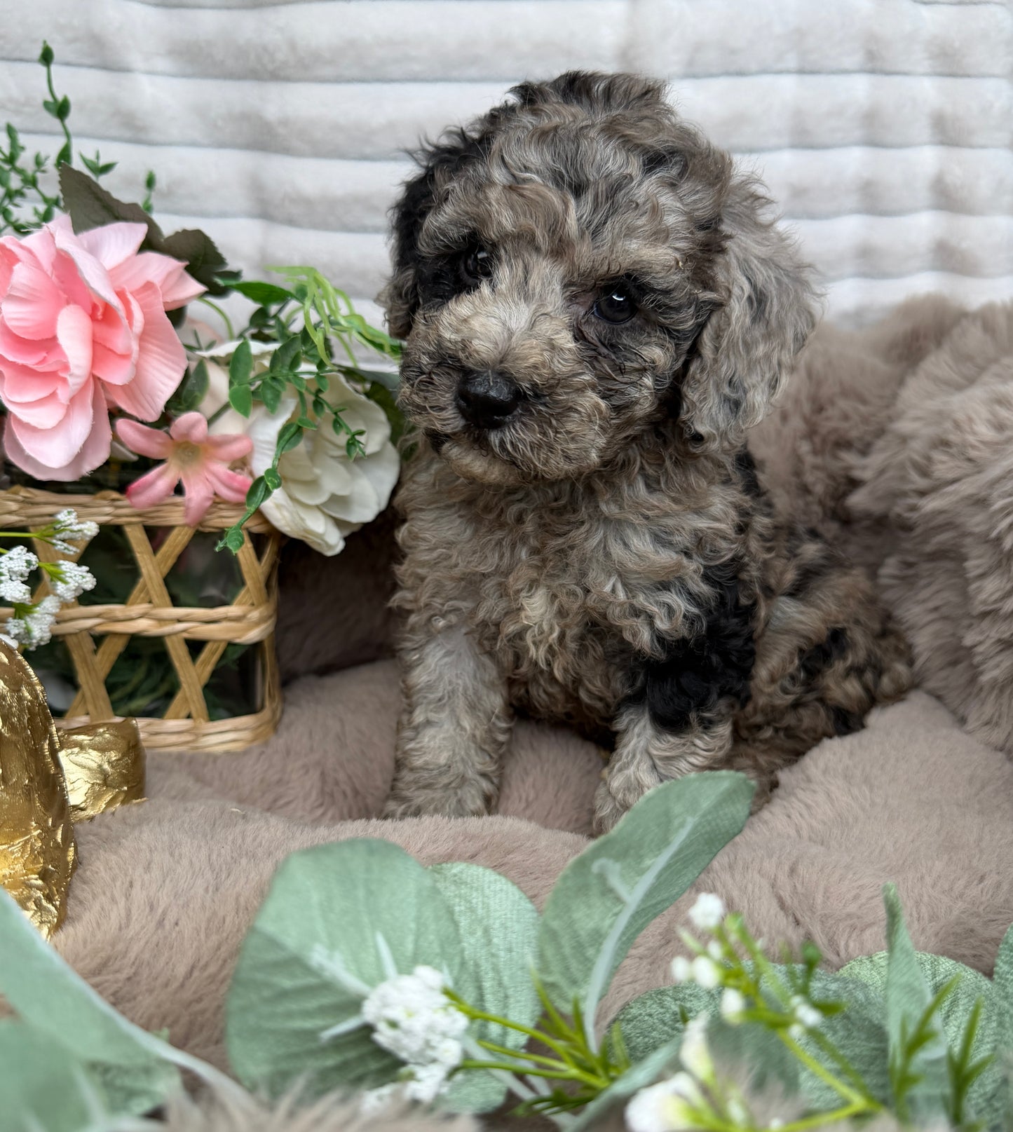 Atlas 💙 | Blue Merle Toy Poodle