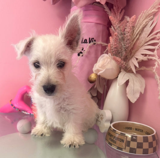 Oliver – AKC & APRI Westie