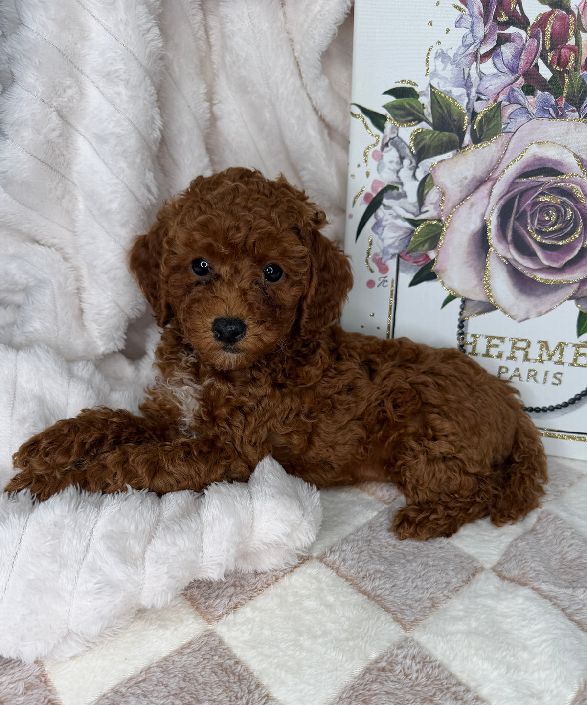 Royce 💙 | Toy Male Goldendoodle Puppy