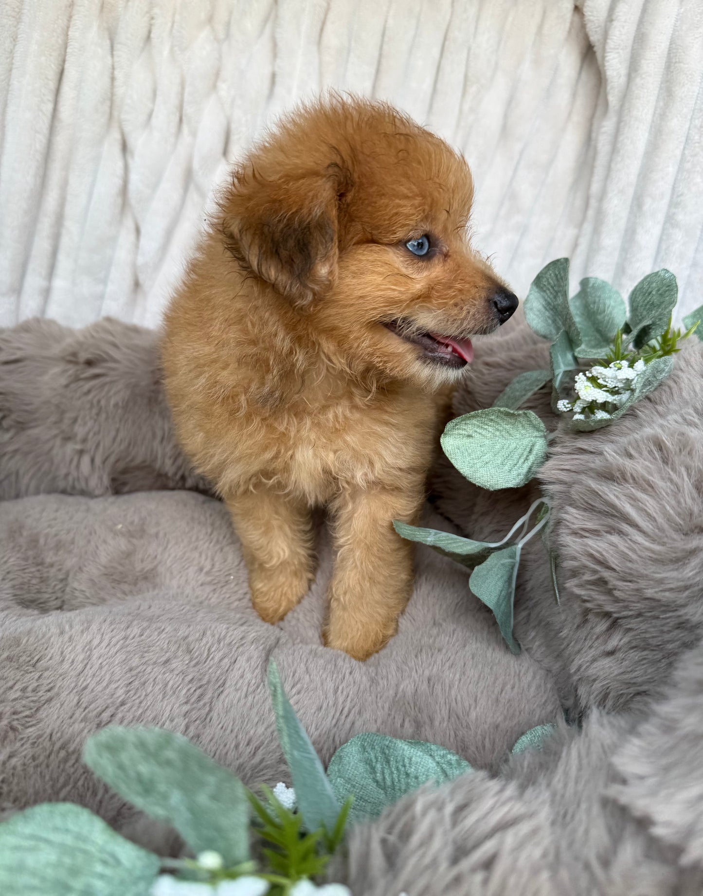 Xena 💖 | Female PomaPoo Puppy