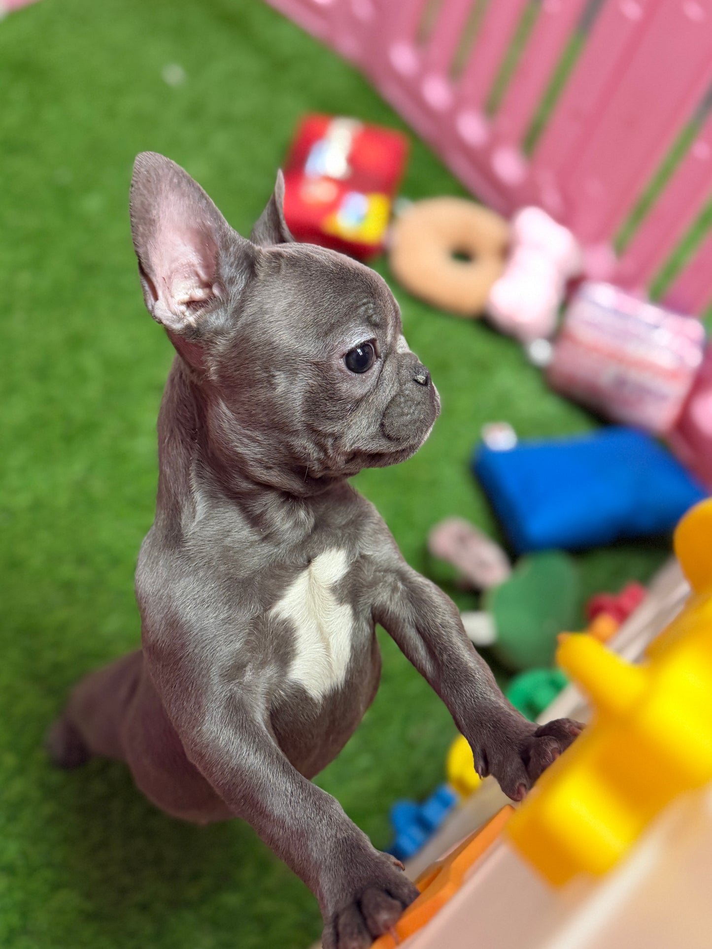 “Frankie” ACA French Bulldog