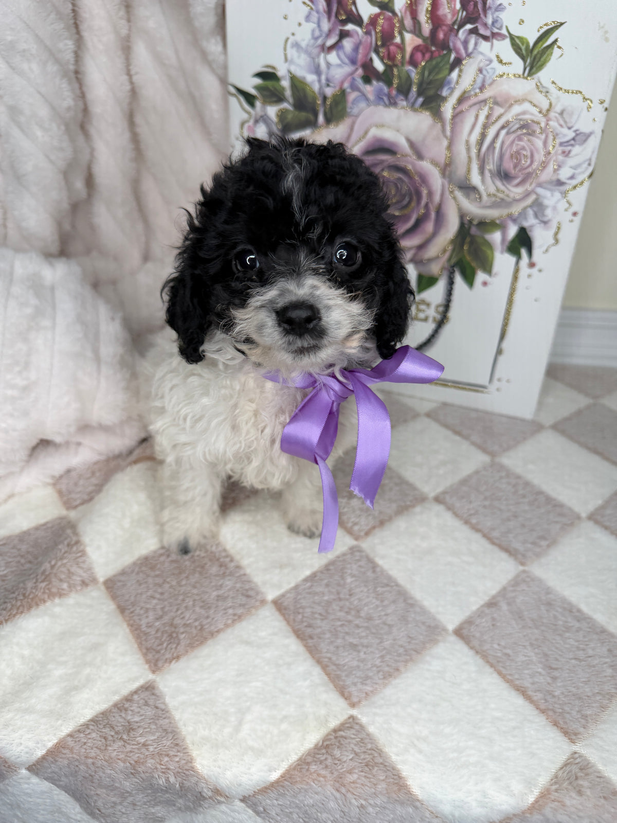 Lucy 🎀 | Female Poodle Puppy
