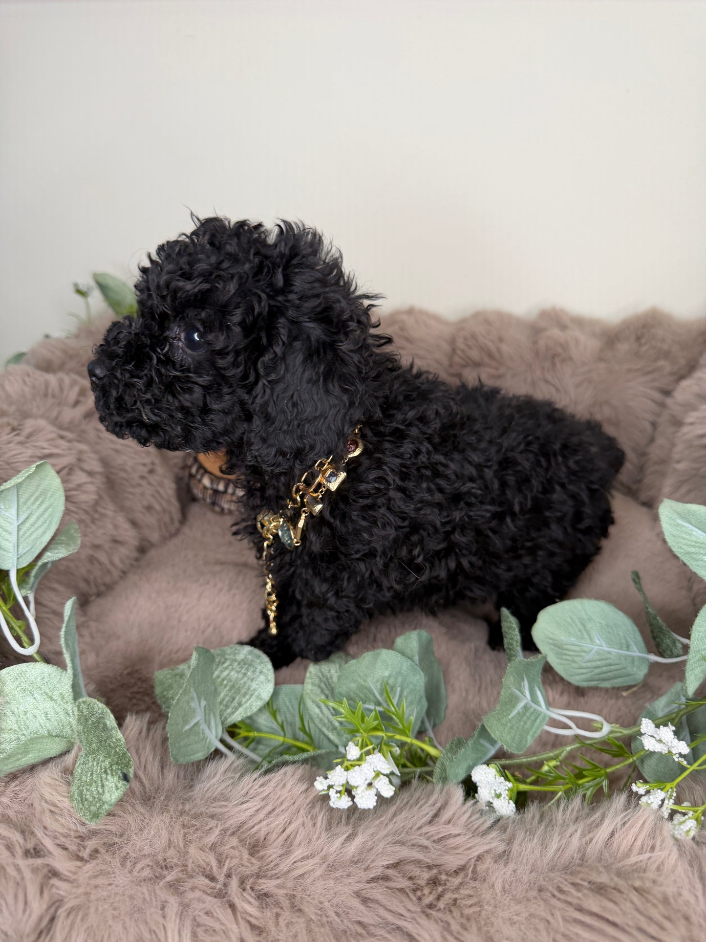 Diva 🖤 | Female Toy Poodle