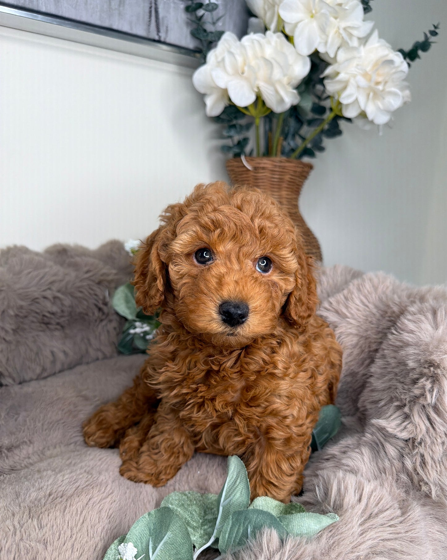 Teddy 🧸 | Male Goldendoodle Puppy