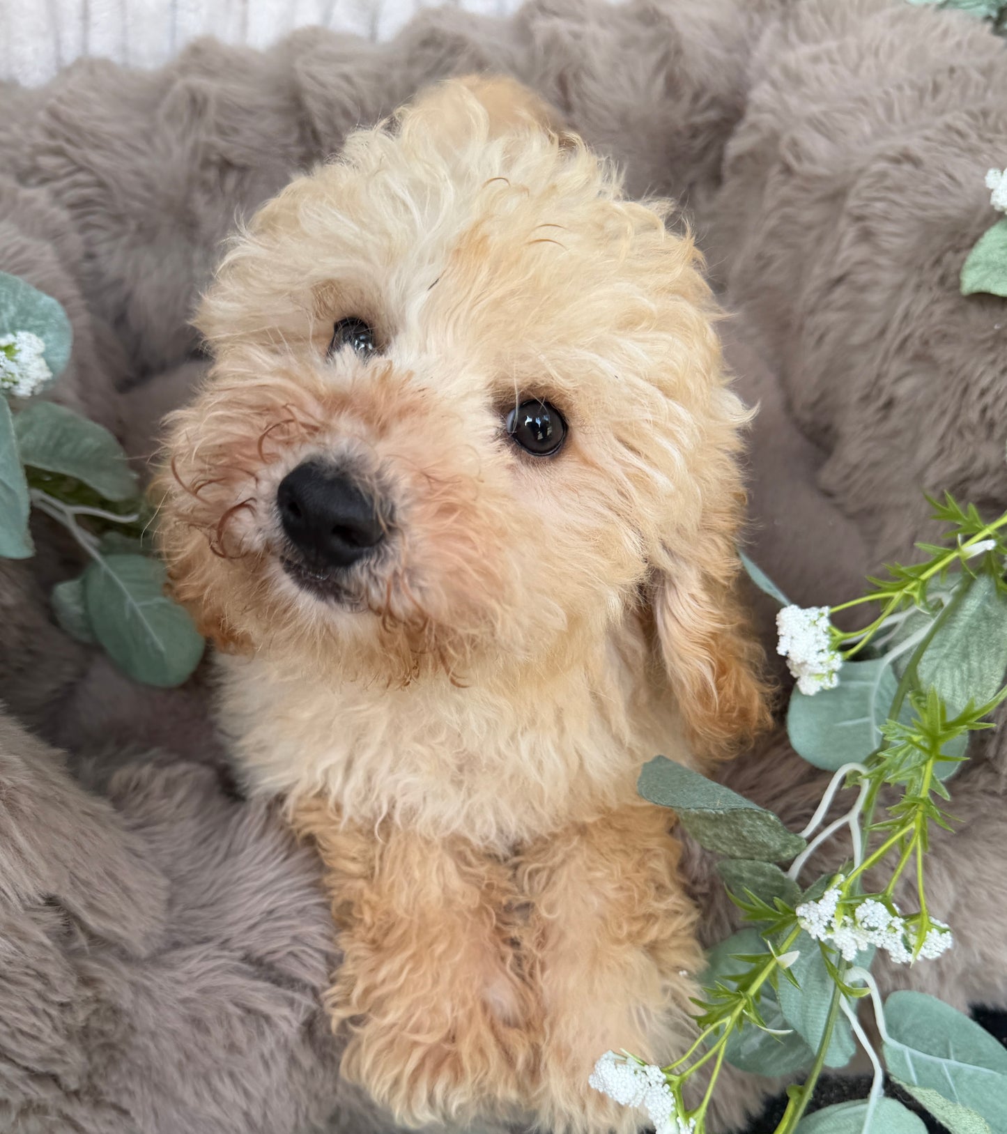 Houston 🧸 | Male Teddy Bear Puppy