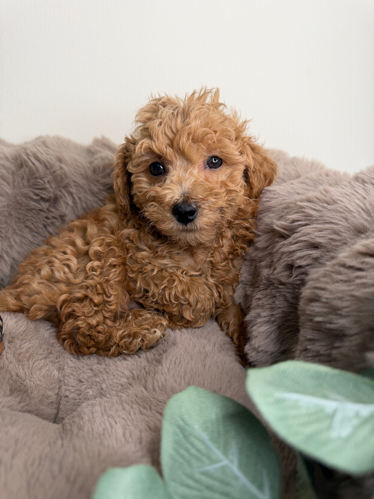 Jace ✨ | Male Toy Poodle