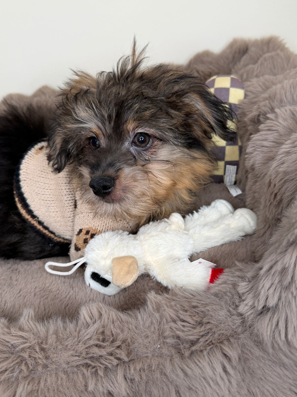 Phantom 🩶 Miniature Pomapoo!