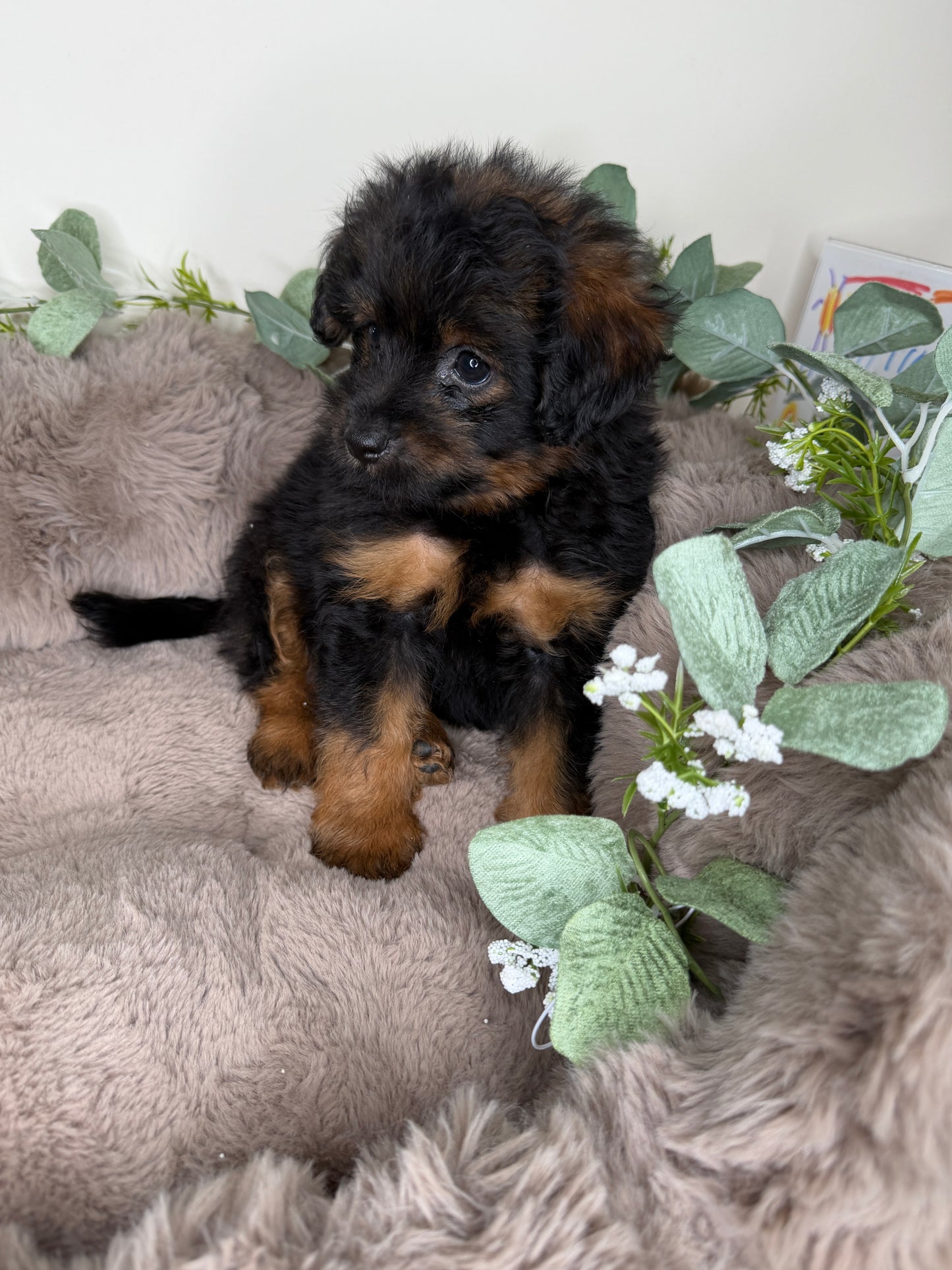 Onyx 🖤 | Male PomaPoo Puppy