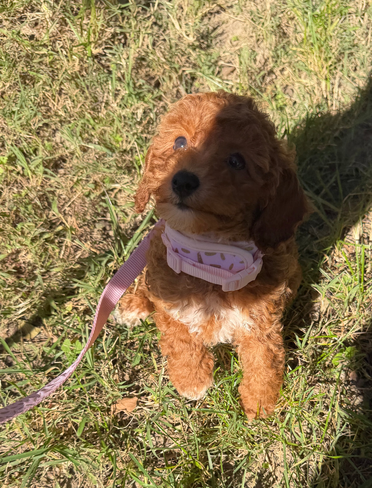 Ruby Rose 🌹 Toy Poodle