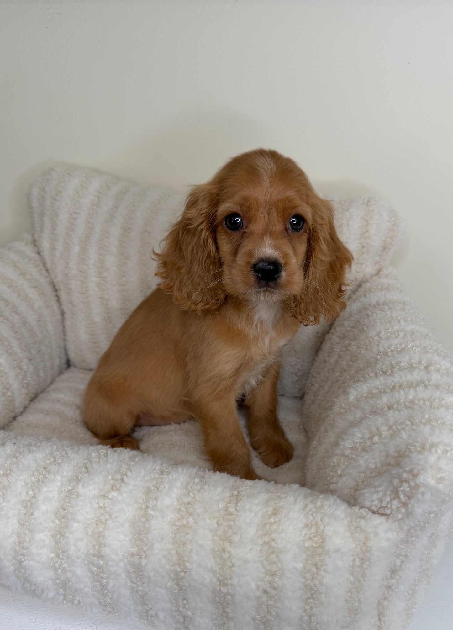 Meet Winnie 🧸🤎 Male Cocker Spaniel