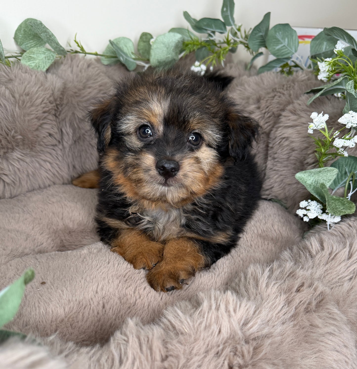 Phantom 🩶 | Male PomaPoo Puppy