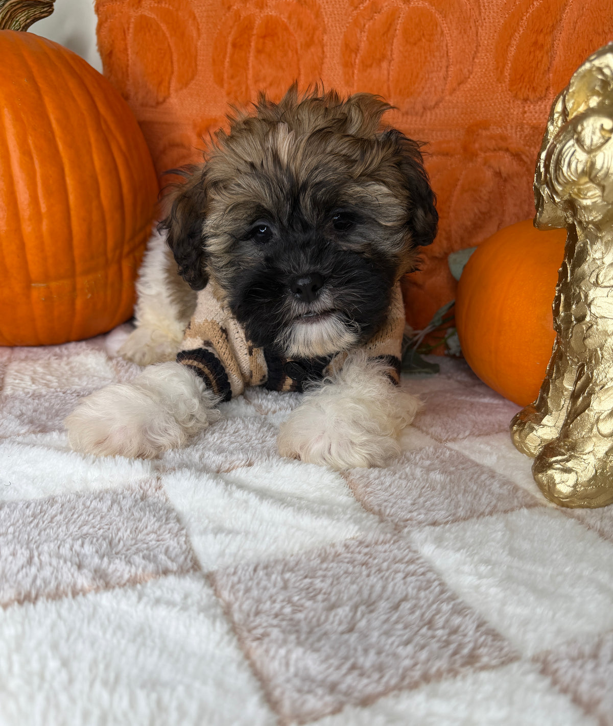 Bentley: Teddy Bear
