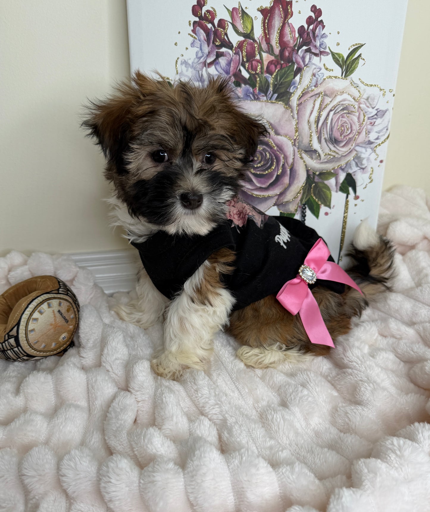 Paris Monroe✨ Female Havanese