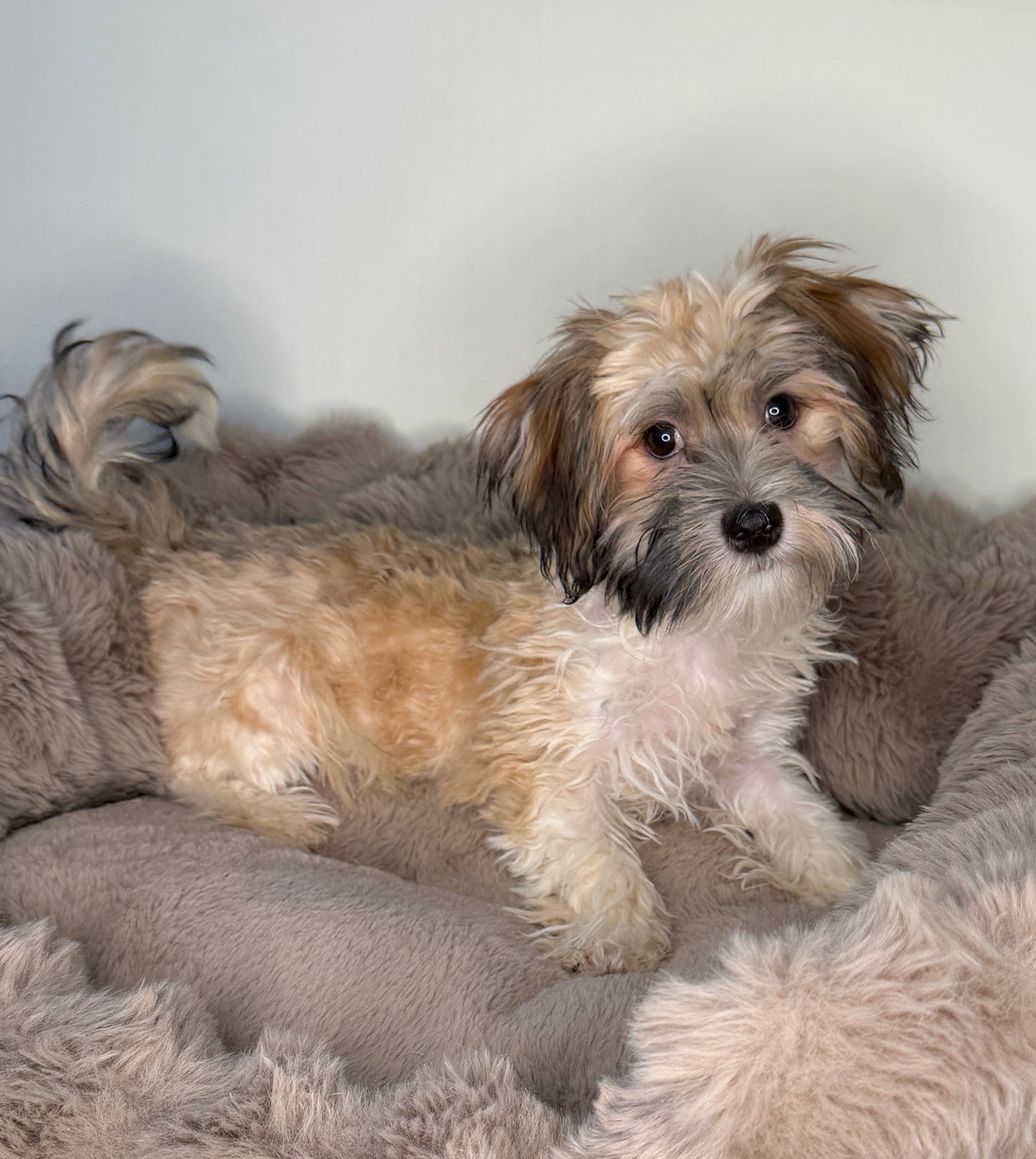 Paris 🎀 | Female Havanese Puppy