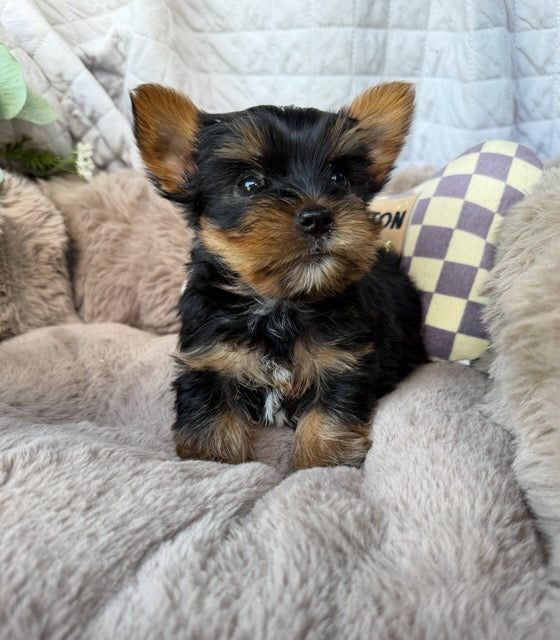 Nico 💙 | Male Toy Yorkie
