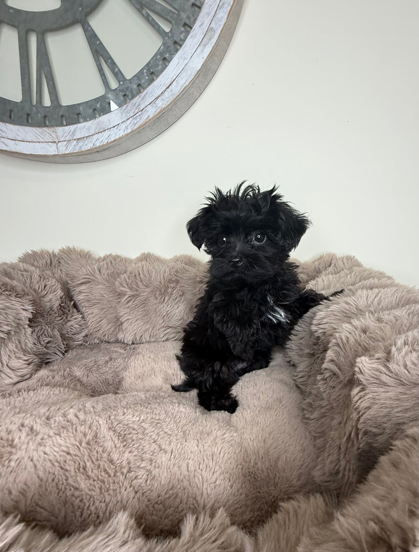 Baby Louie | Yorkie-poo