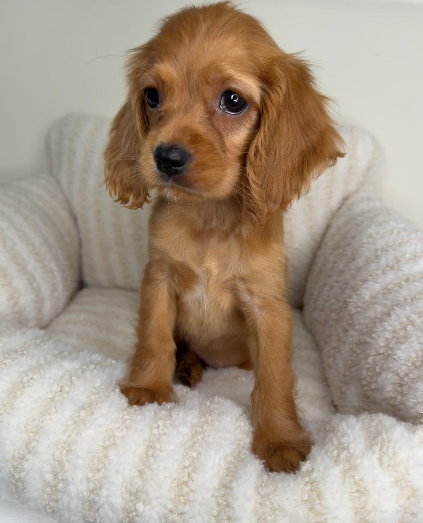 Meet Honey 🍯🤎 Female Cocker Spaniel