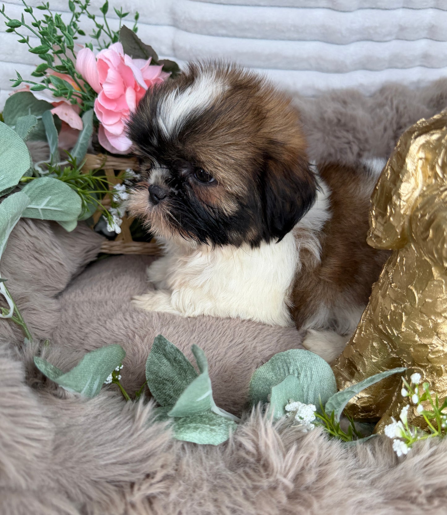 Chyna 🤍 | Female Teddy Bear Puppy
