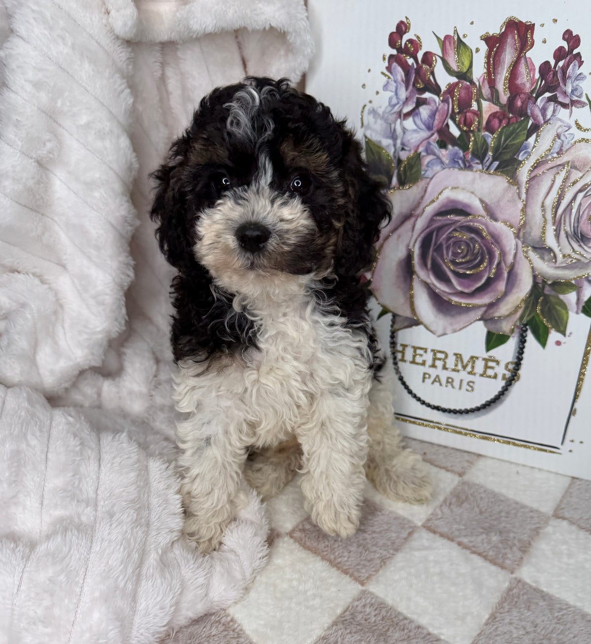 Snickers 🧸 | Male Toy Poodle Puppy