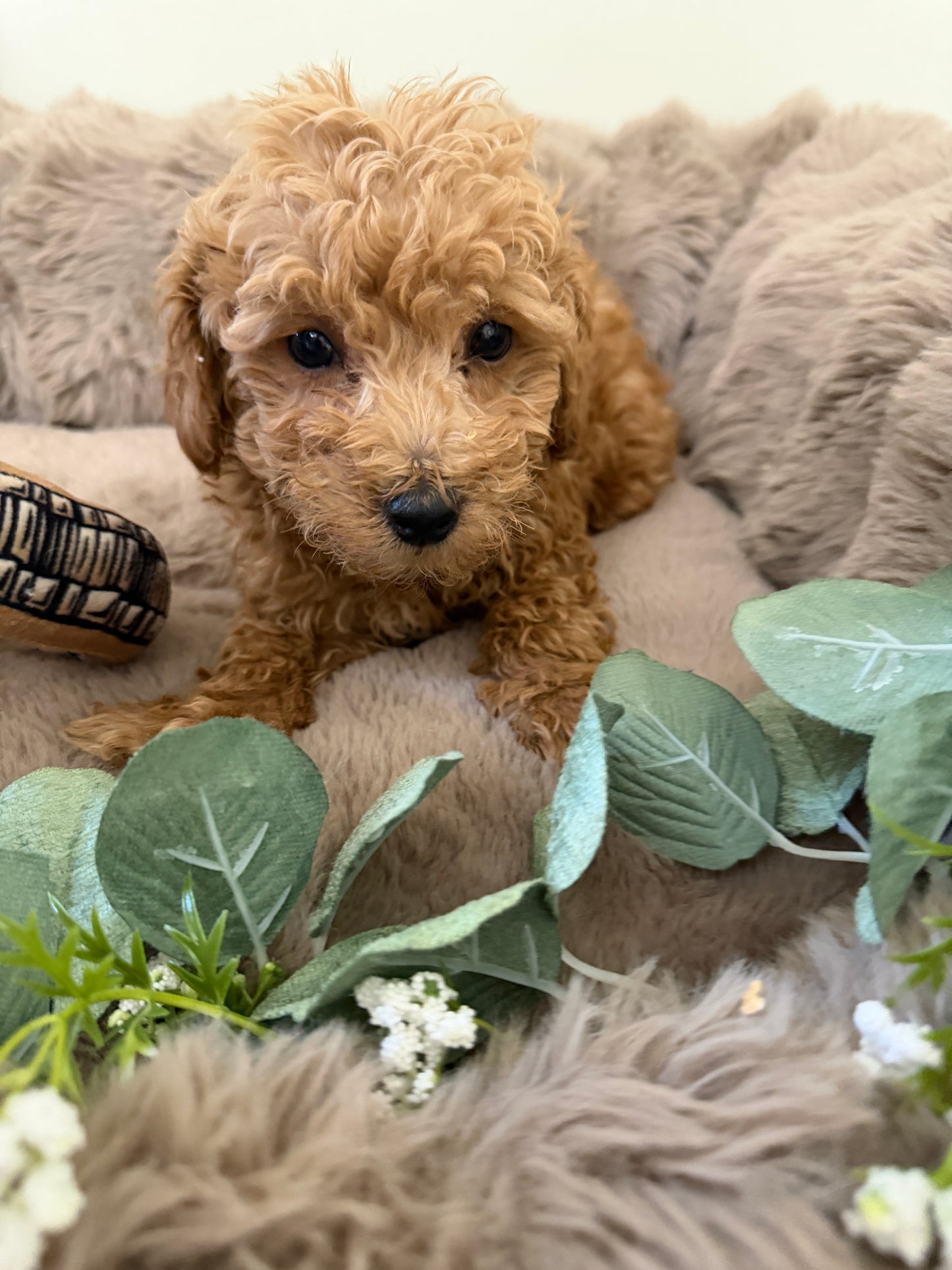 Jace ✨ | Male Toy Poodle