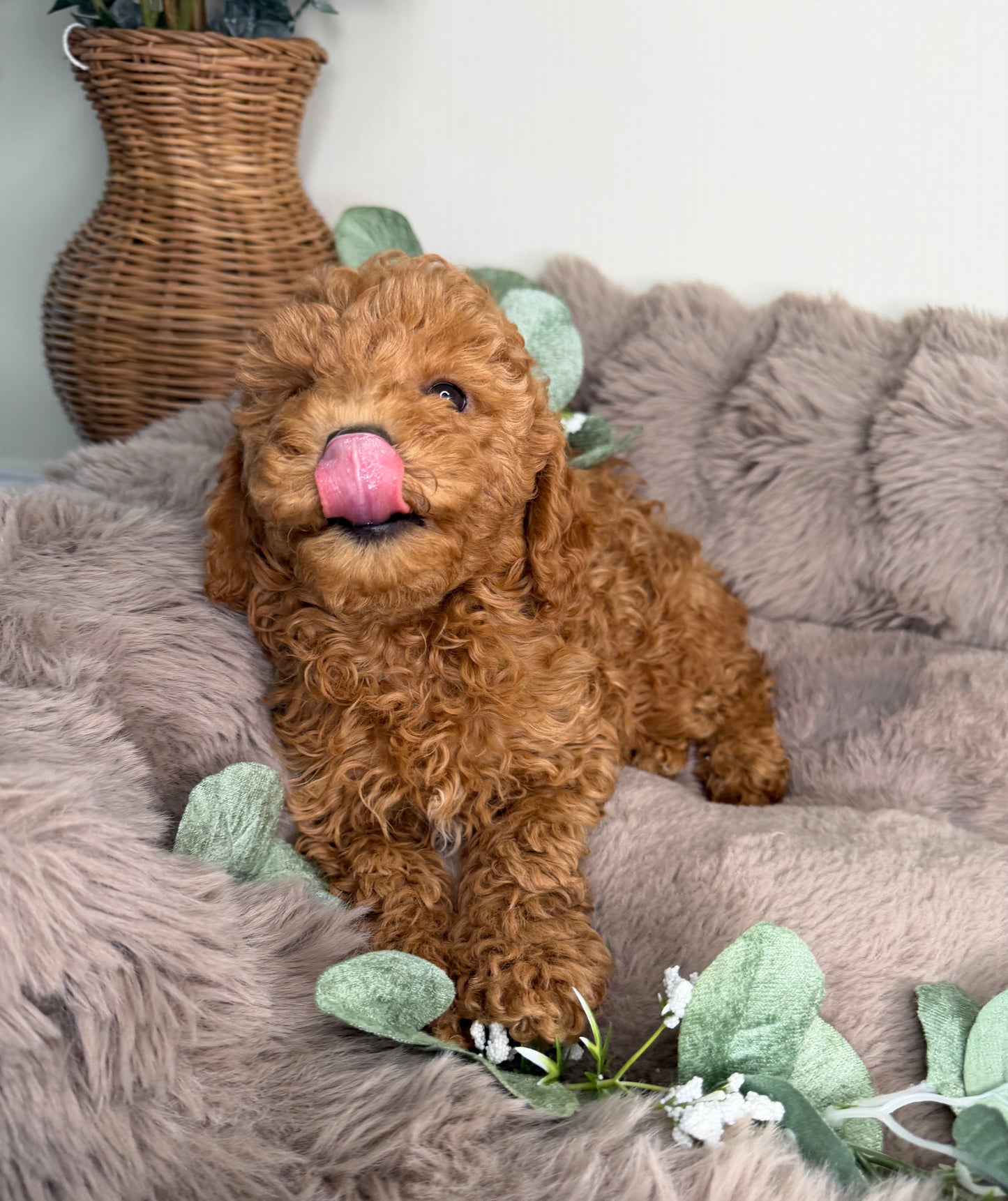 Honey 🍯 | Female Goldendoodle Puppy