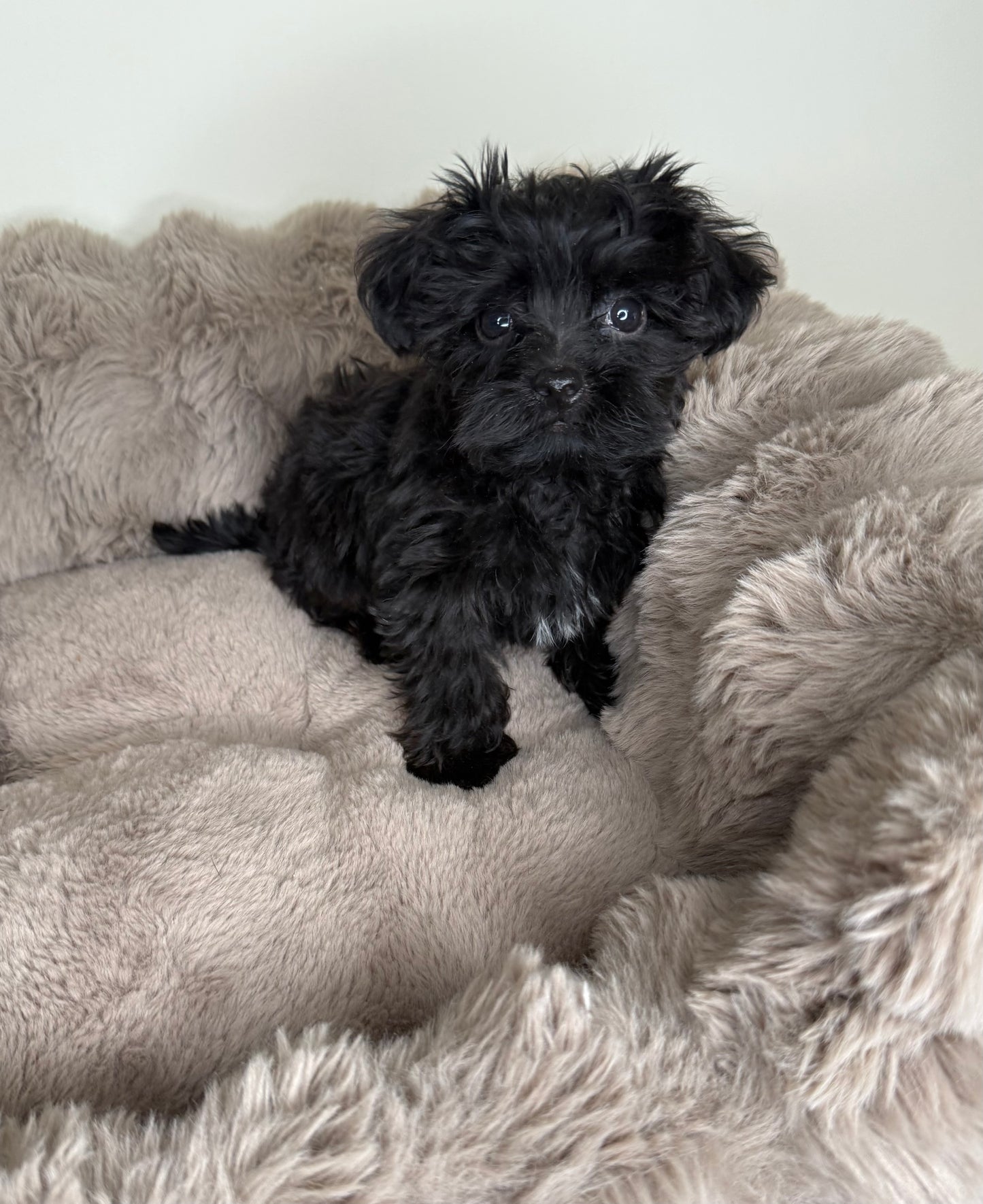 Baby Louie | Yorkie-poo
