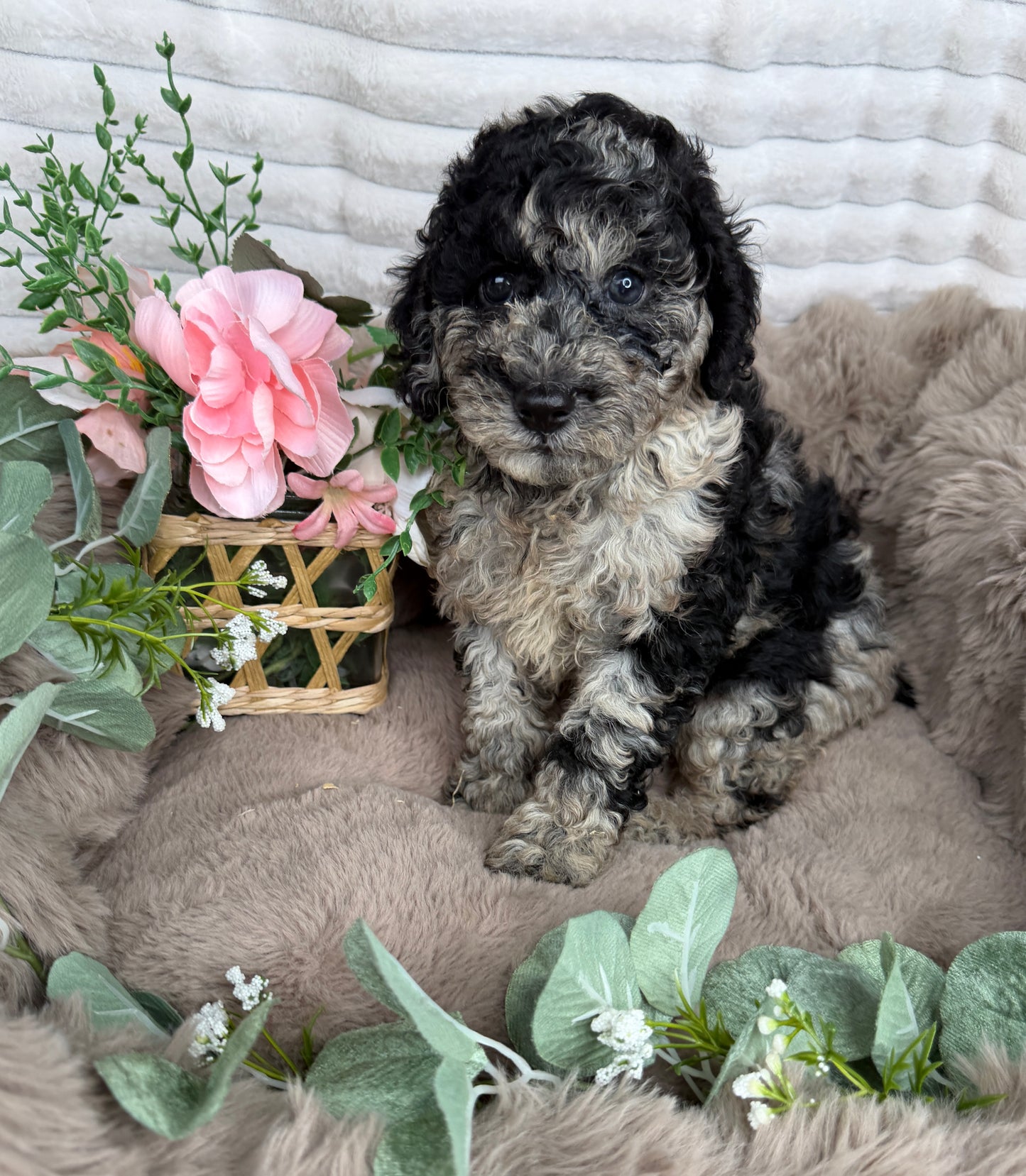 Titan 💙 | Blue Merle Toy Poodle