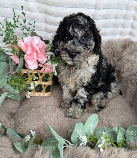 Titan 💙 | Blue Merle Toy Poodle