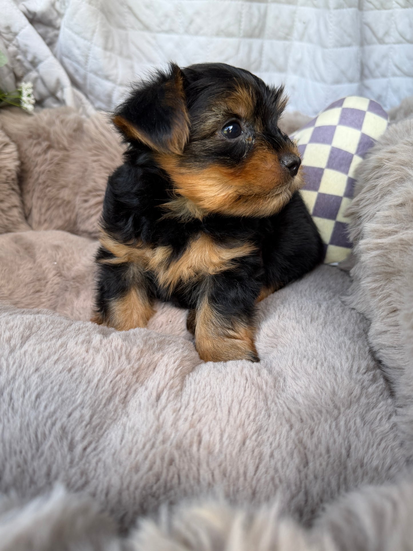Luca 💙 | Male Toy Yorkie