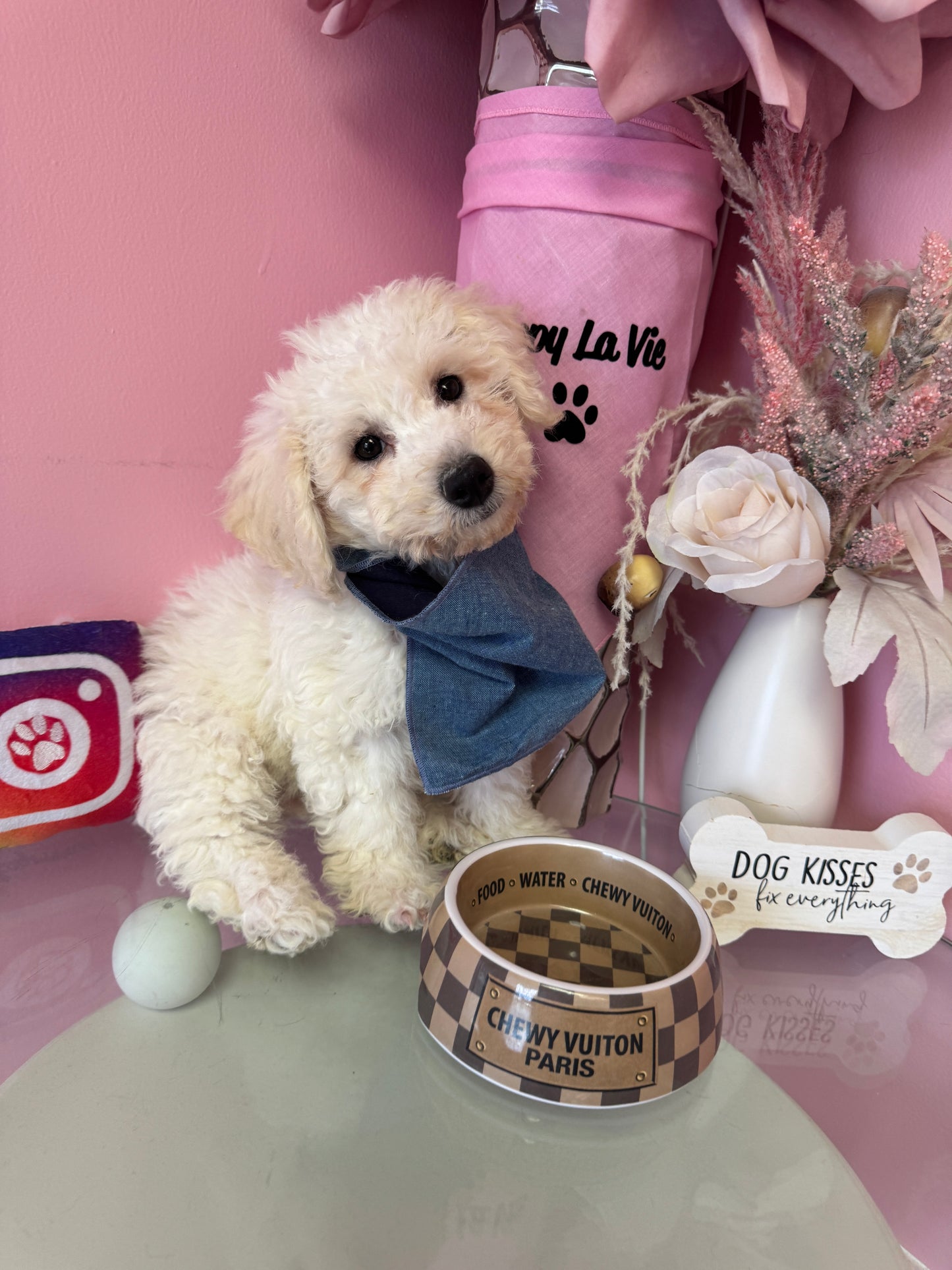 “Charlie” AKC & ACA Bichon Frise