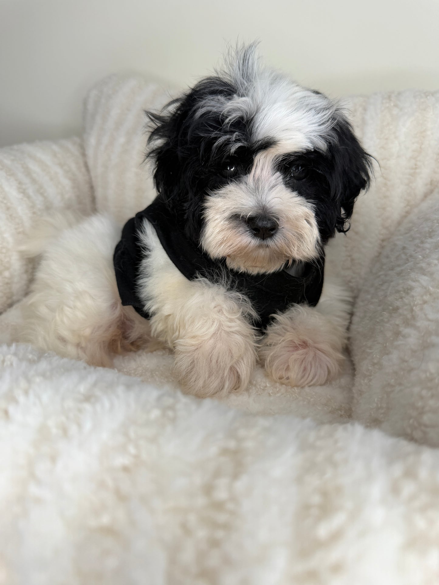 Meet Mochi • Female Teddy Bear 🐼✨
