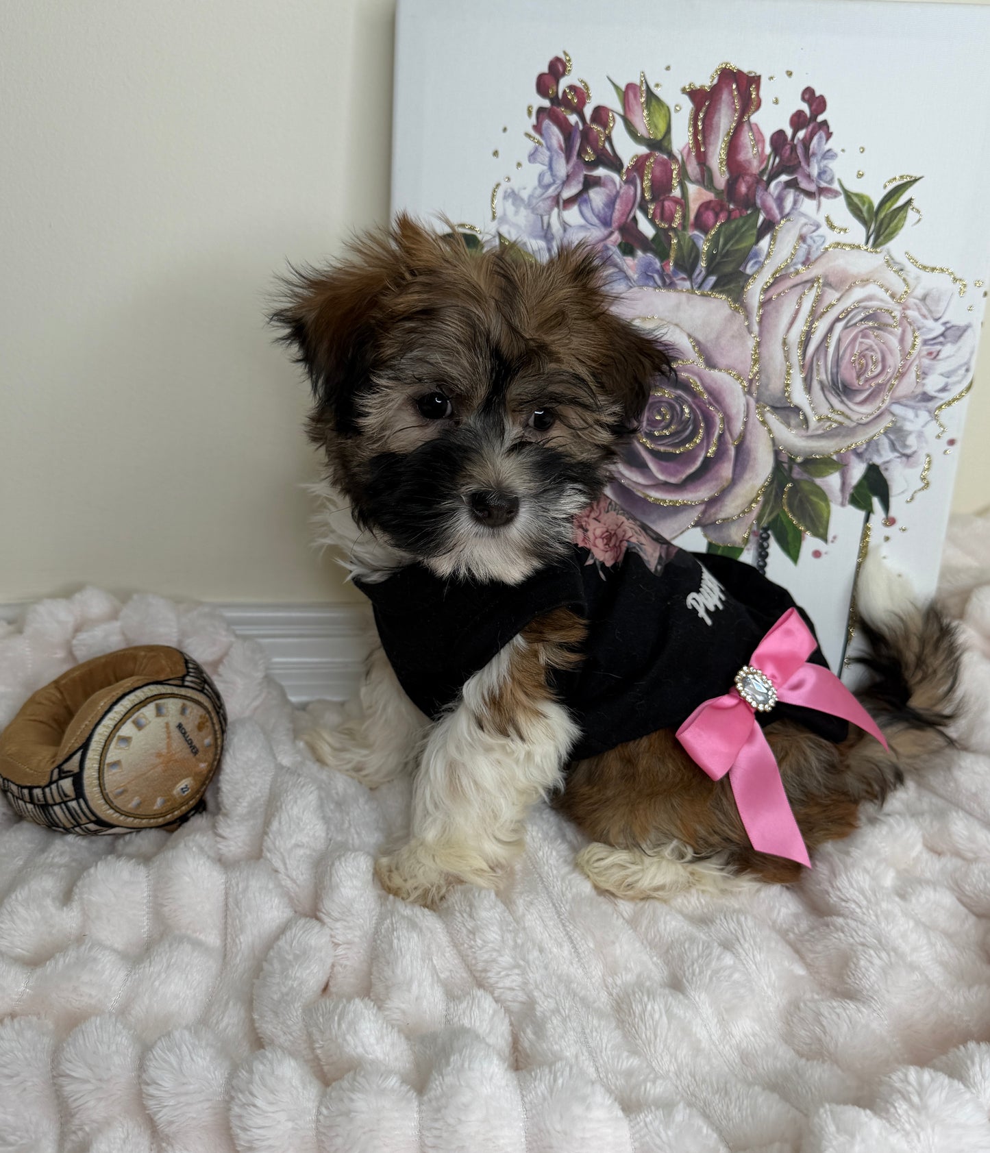Paris Monroe✨ Female Havanese