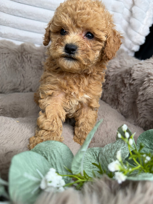 Toast 🧸 | Male Toy Cavapoo