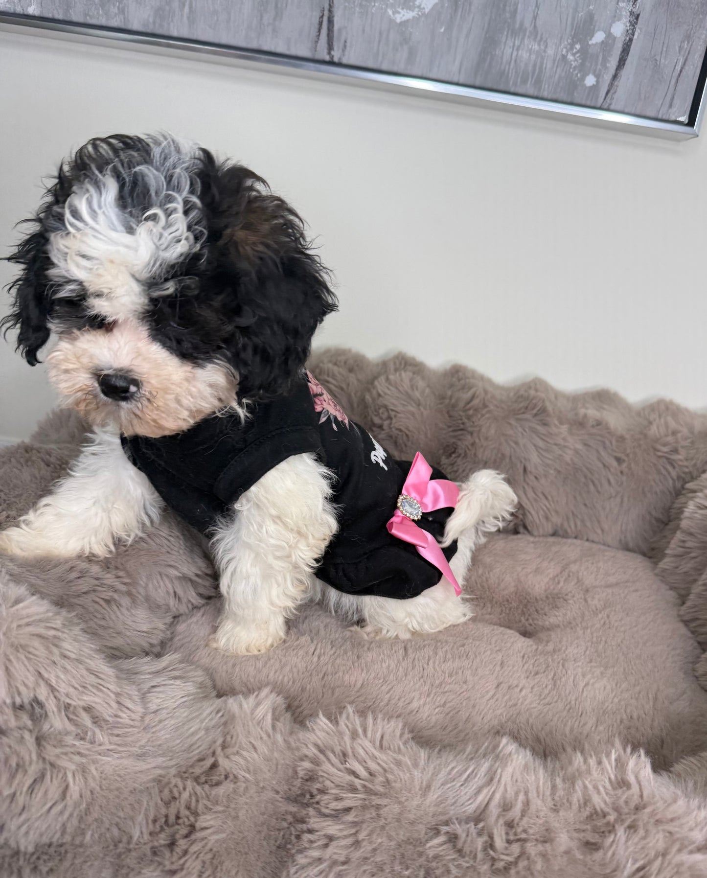 Lillian “Lil” 🌸 | Female Maltipoo