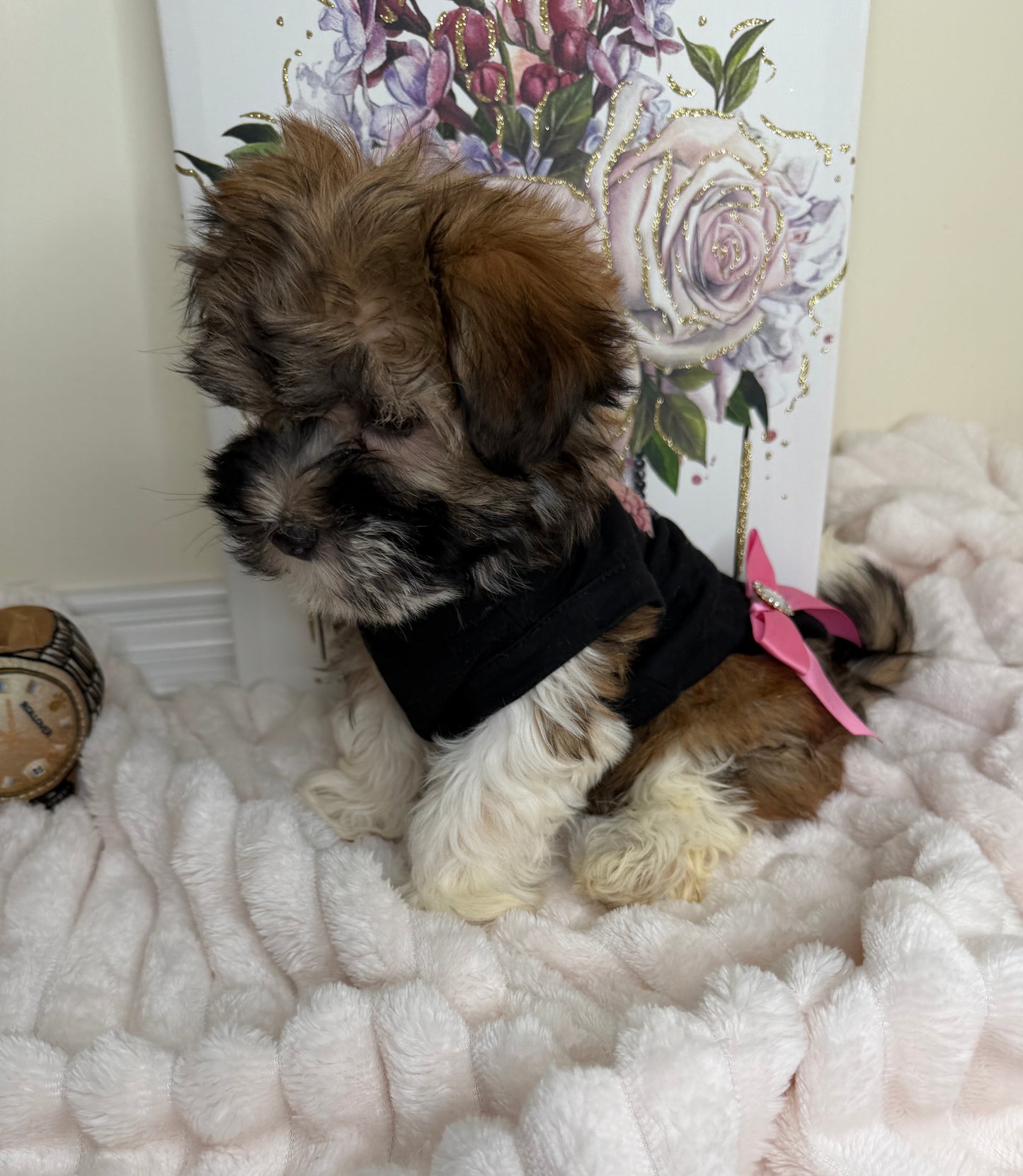 Paris Monroe✨ Female Havanese