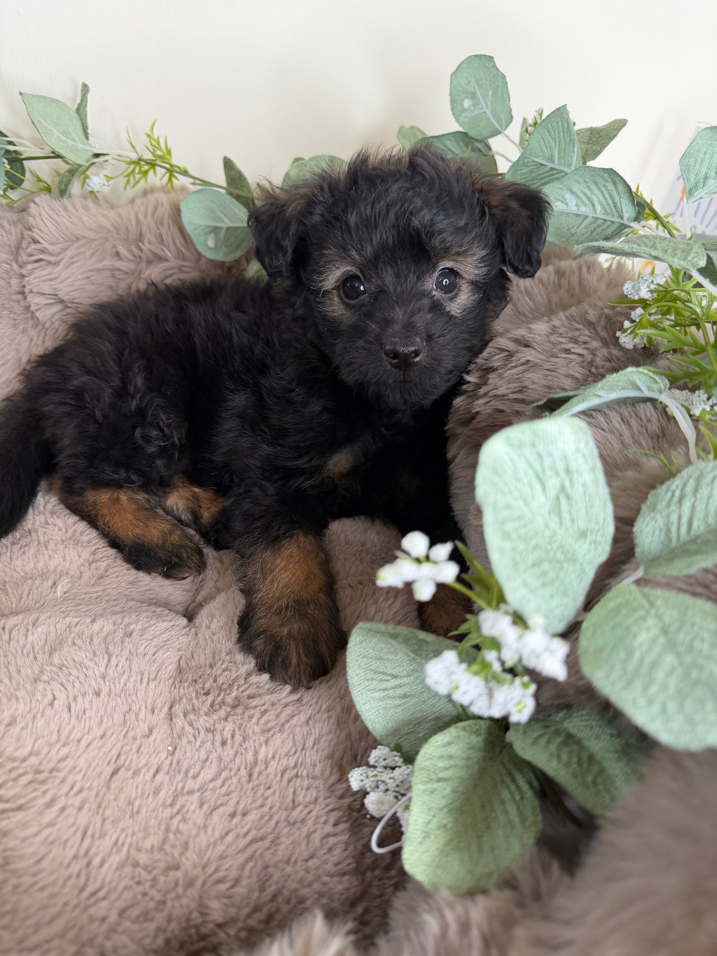 Versace ✨ | Male PomaPoo Puppy