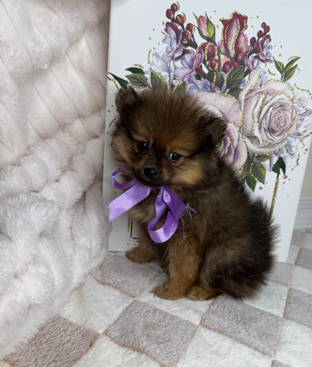 CoCo 🎀 | Female Toy Pomeranian