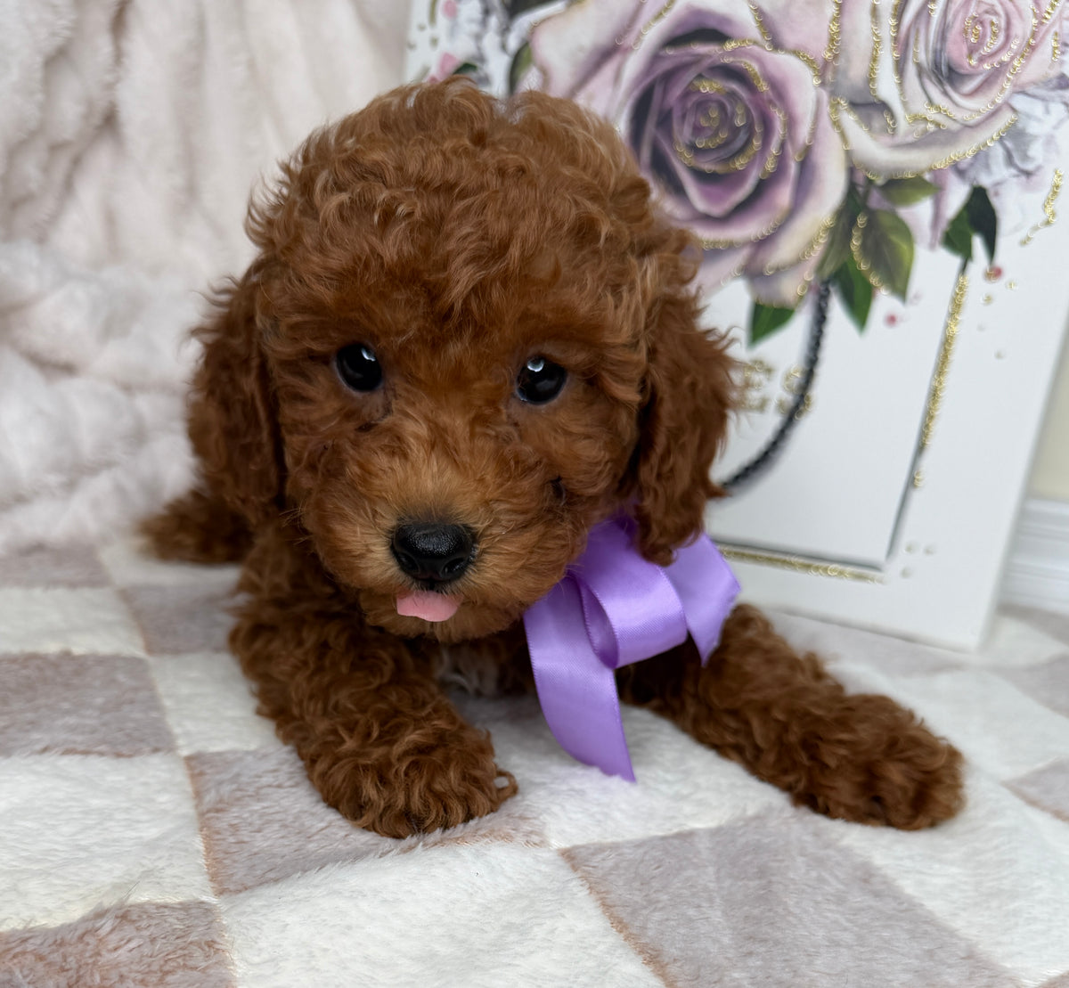 Muffin 🎀 | Female Toy Goldendoodle Puppy