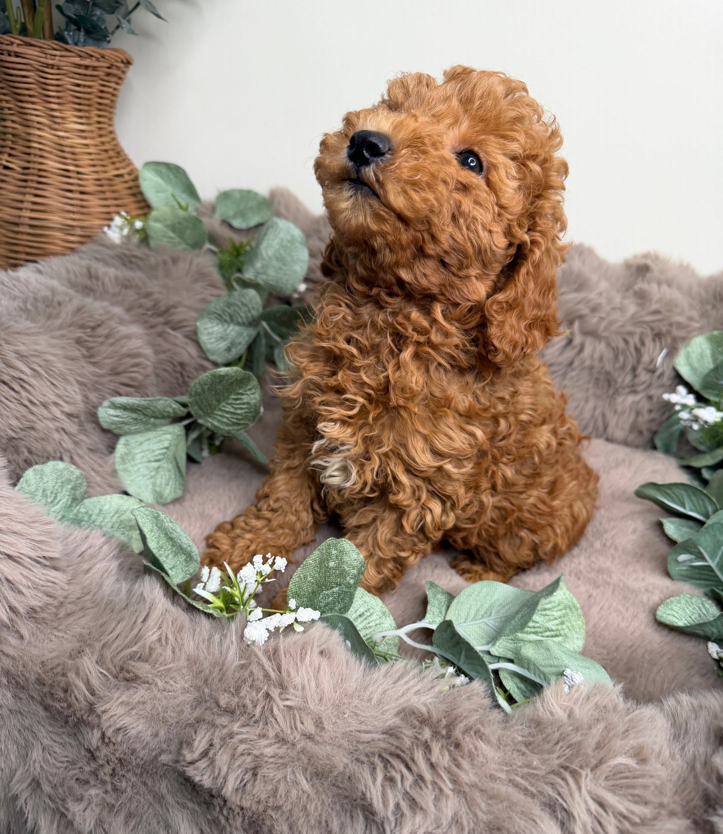 Honey 🍯 | Female Goldendoodle Puppy