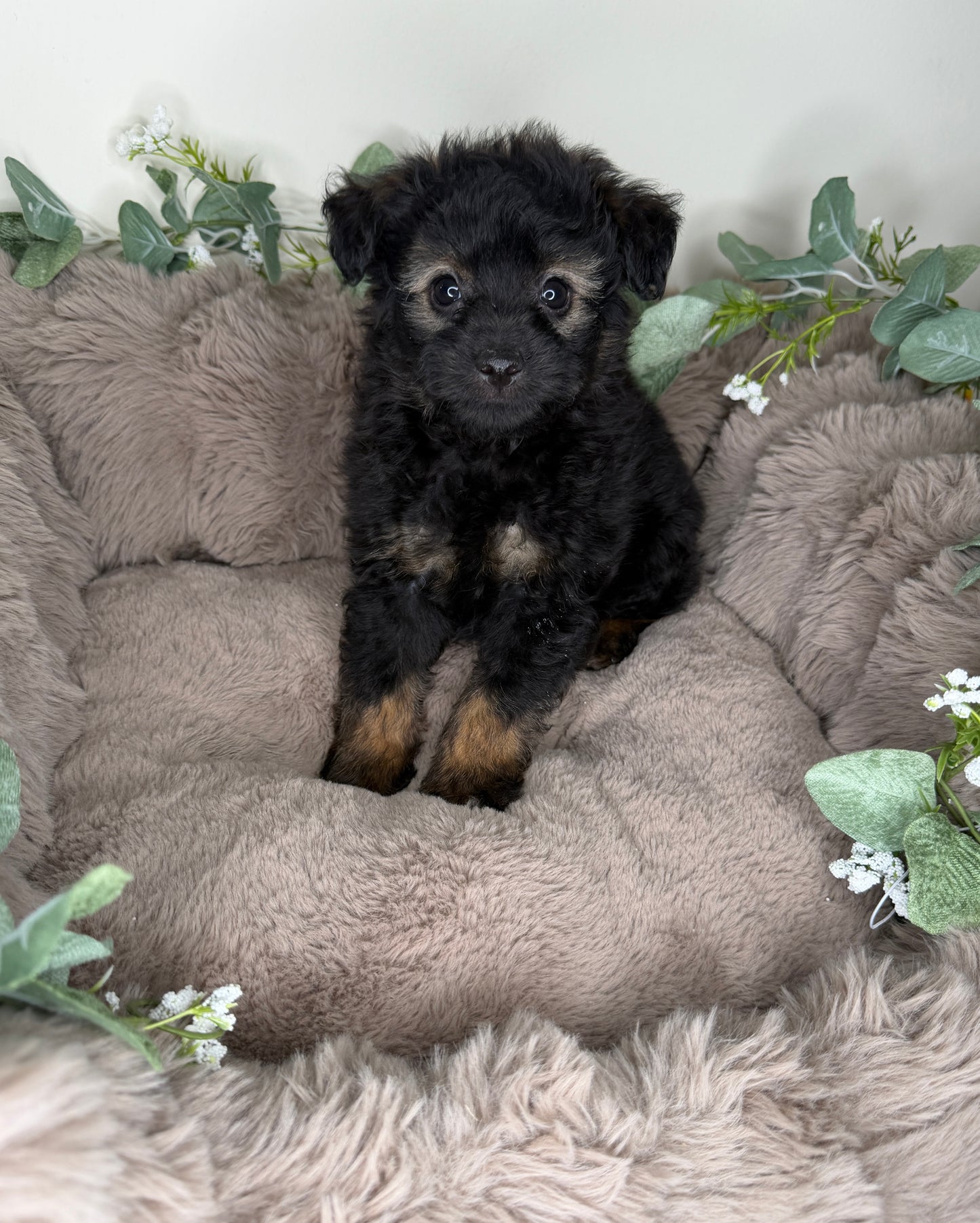 Versace ✨ | Male PomaPoo Puppy