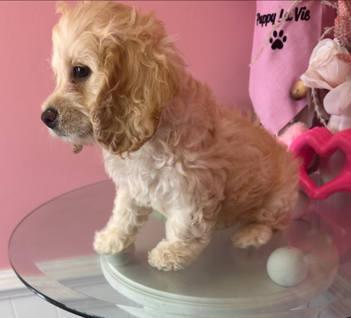 “Luna” ICA Cockapoo