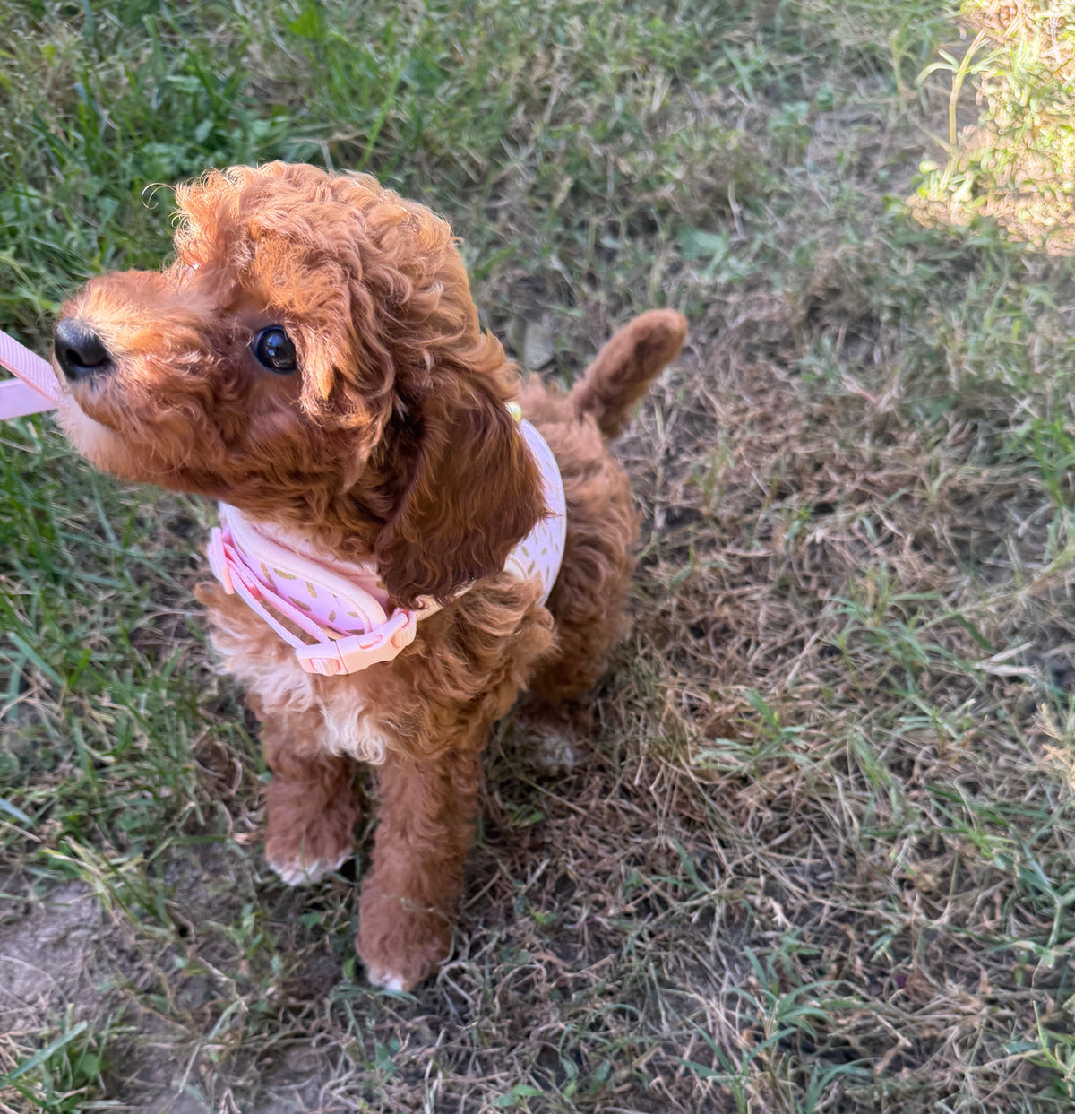Ruby Rose 🌹 Toy Poodle