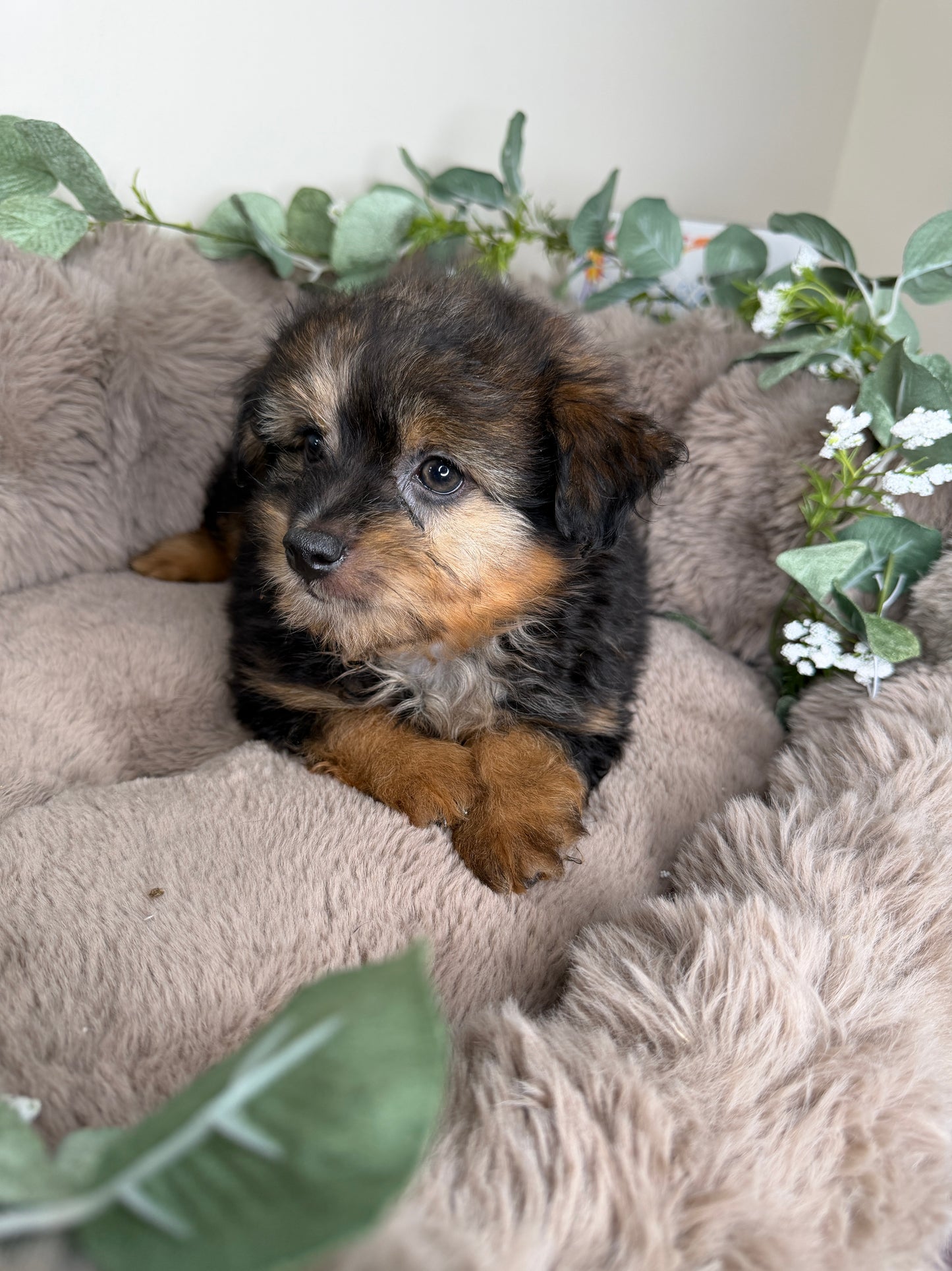 Phantom 🩶 | Male PomaPoo Puppy