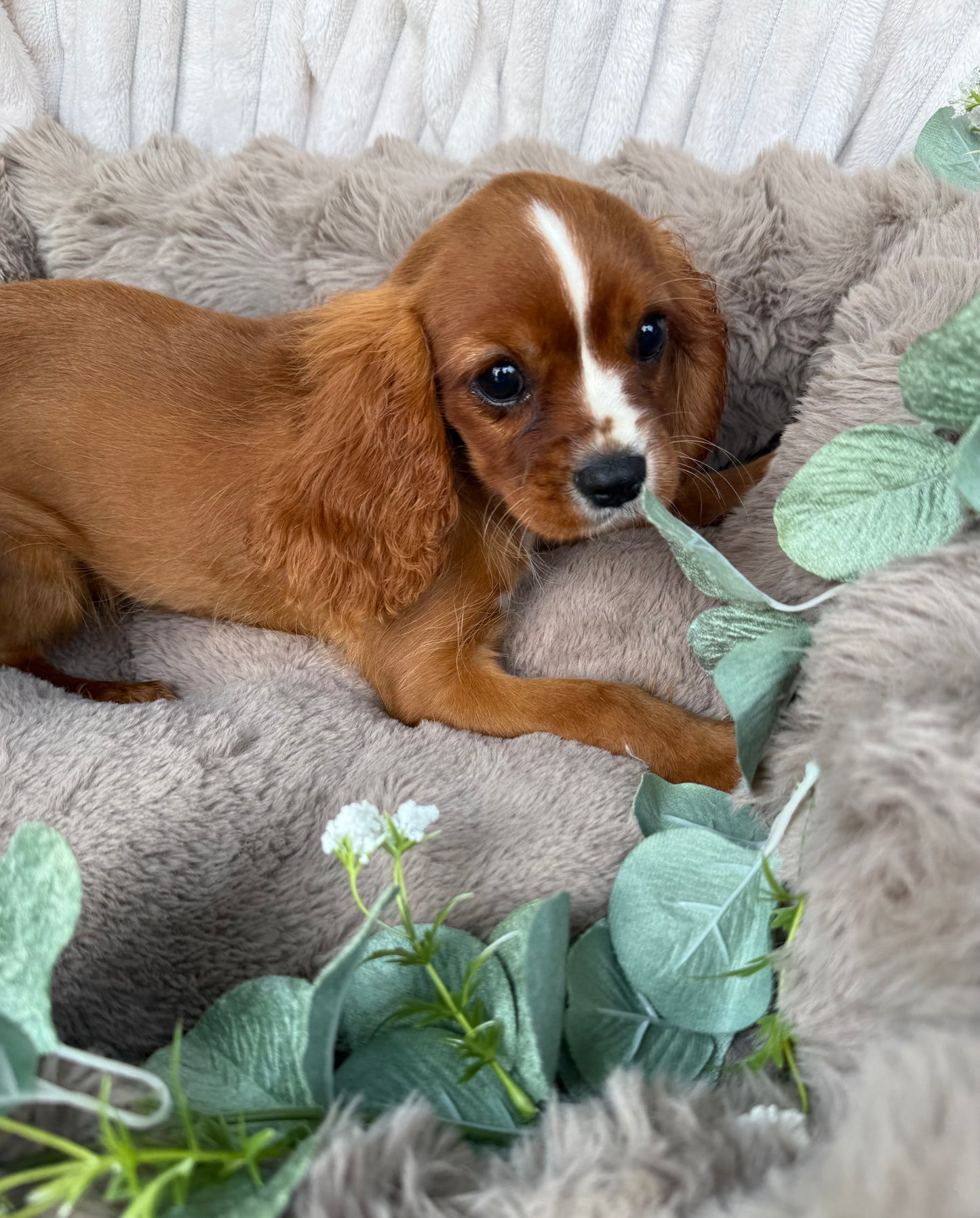 Roscoe 👑 | Male Cavalier King Charles Spaniel