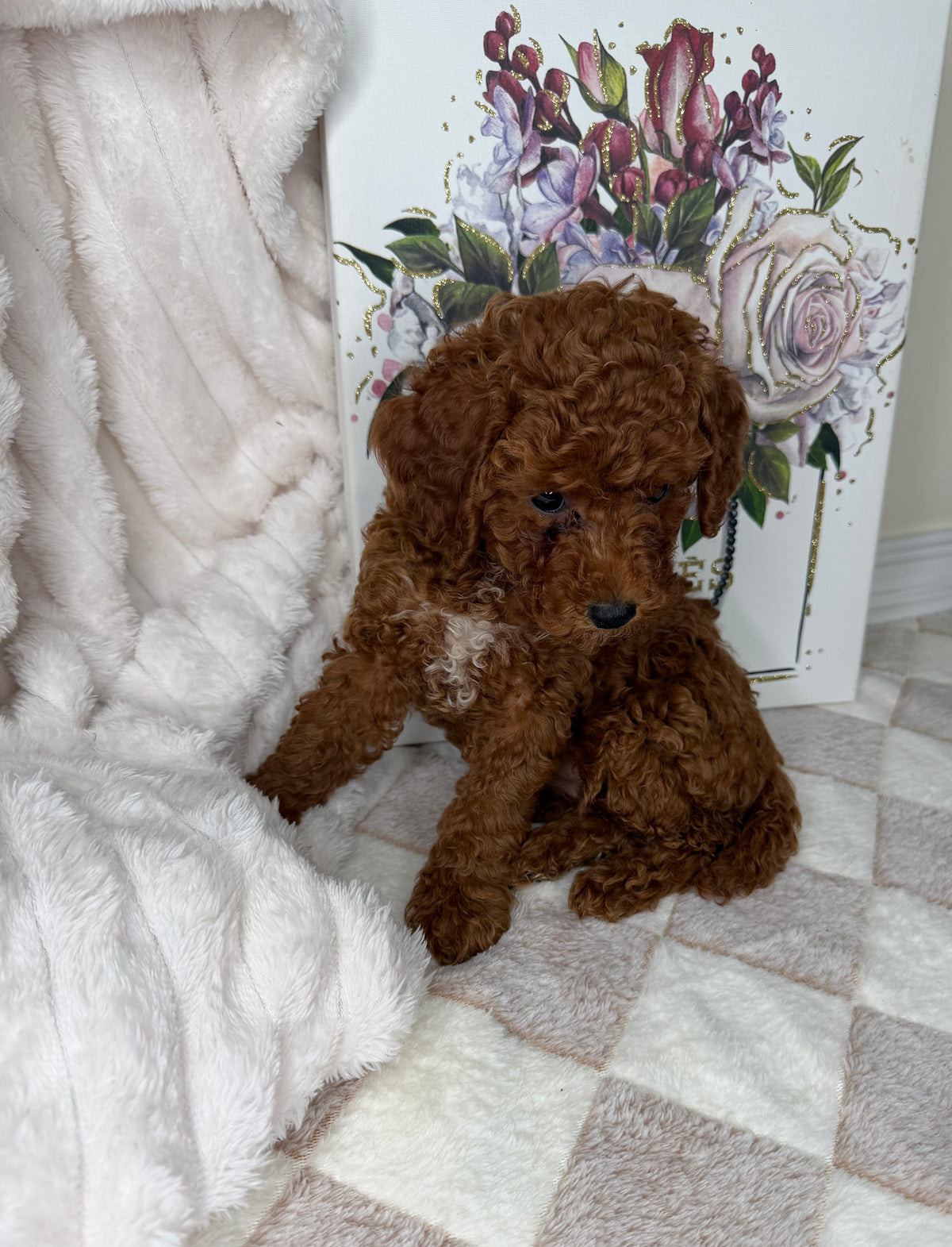Royce 💙 | Toy Male Goldendoodle Puppy