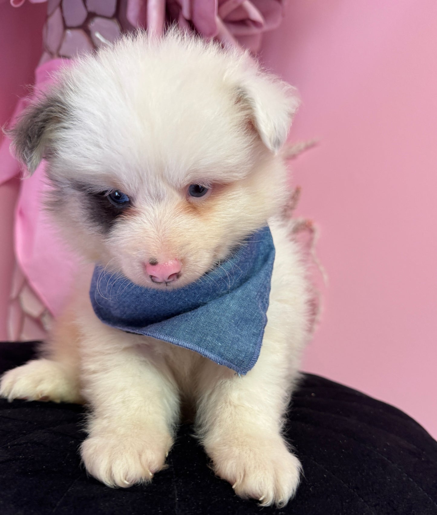 “Kingston” Pomsky
